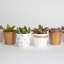 24 Piece Costa Farms Live Mini Succulent Low Maintenance Plant in Ceramic Planter