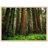 Redwood Ferns Print Wall Art - Forest Nature Poster - Botanical Fern Landscape Artwork - Redwood Tree Woodland Scene Print - Rustic Cabin Home Decor - Minimalist Nature Wall Art - Calm Greenery Botanical Gift-2076023793