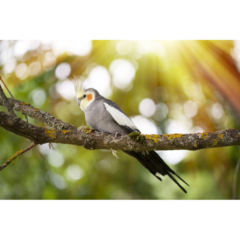 Cockatiel Bird by Satephoto - Wrapped Canvas Print, 20cm H x 30cm W