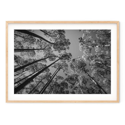 Pine Forest