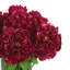 Peony Arrangement in Glass Vase with Grass-1076545413