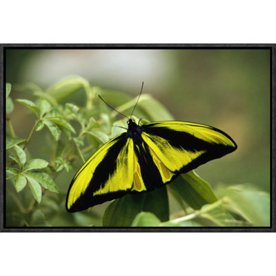 " Goliath Birdwing Butterfly Male, Rare Species, Irian Jaya, Indonesia "