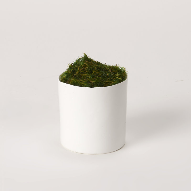 4'' Preserved Mood Moss Plant in Cement Planter