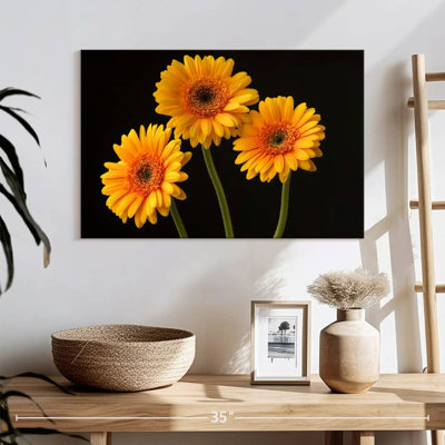 Trois marguerites Harnek sur fond sombre
