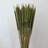 Flournoy Preserved Oat Grass Stem Bundle-474869458
