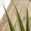 90cm Faux Bamboo Plant in Cement Pot