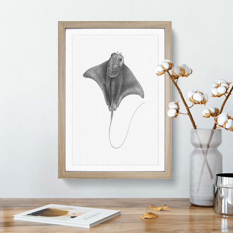 Illustration of a Ray Fish - Picture Frame Drawing Print, Oak Framed, 36cm H x 27cm W x 2cm D