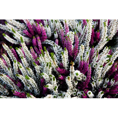 " Calluna Vulgaris Plants "