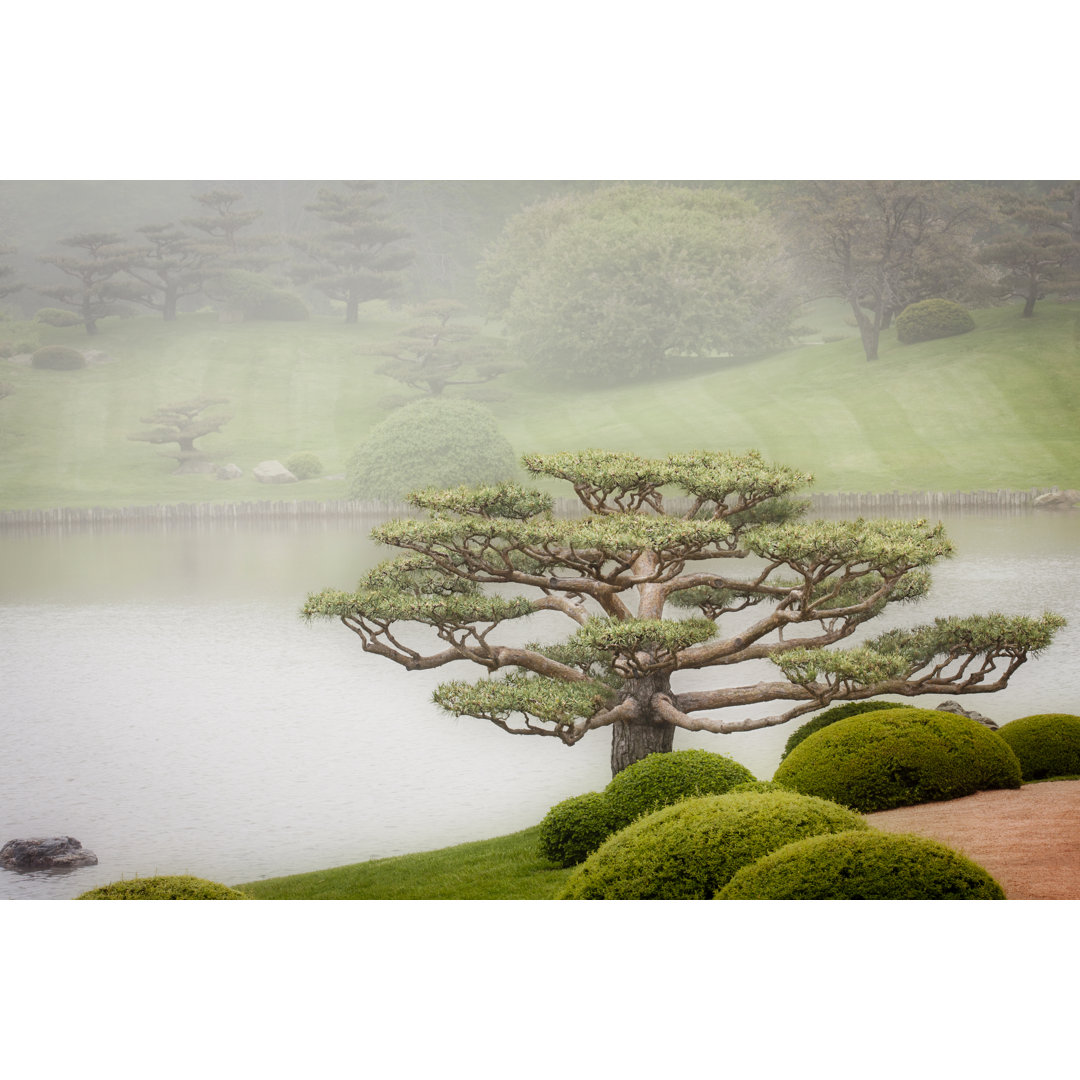 Bonsai-Baum im Garten