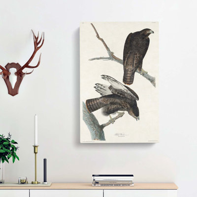 Two Hawks by John Audubon - Wrapped Canvas Painting
