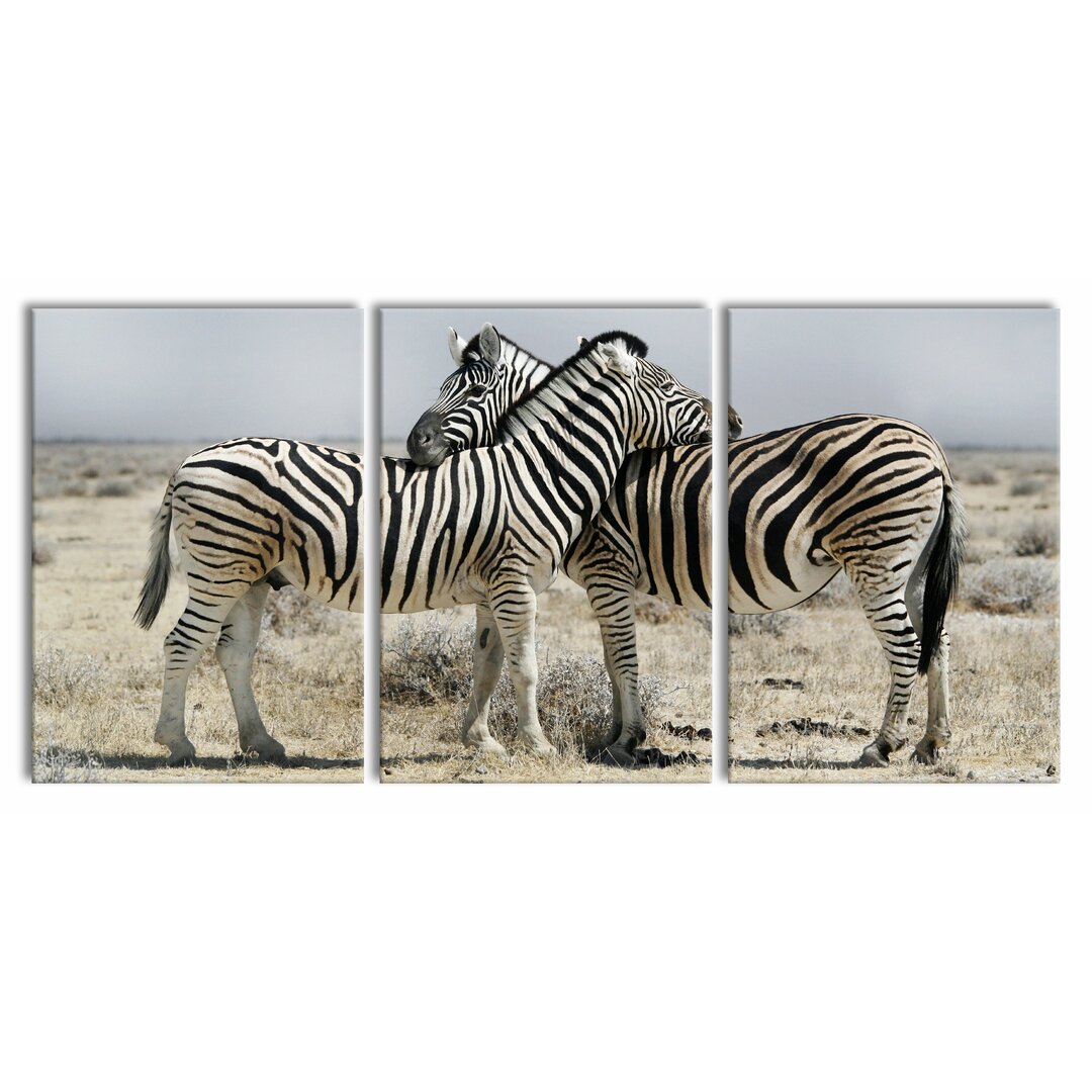 3-tlg. Leinwandbilder-Set Cuddling Zebras