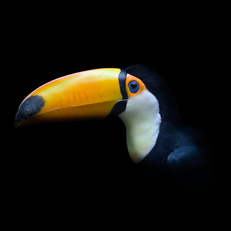 Toucan by 11049 - Wrapped Canvas Print, 76cm H x 76cm W