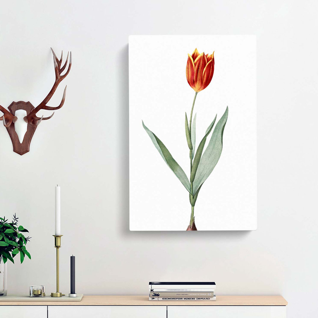 Tulip Flower by Pierre-Joseph Redoute - Wrapped Canvas