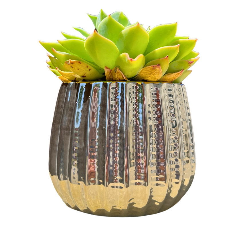 4" Ceramic Houseplant Ceramic Pot, Decorative Planter, Chrome