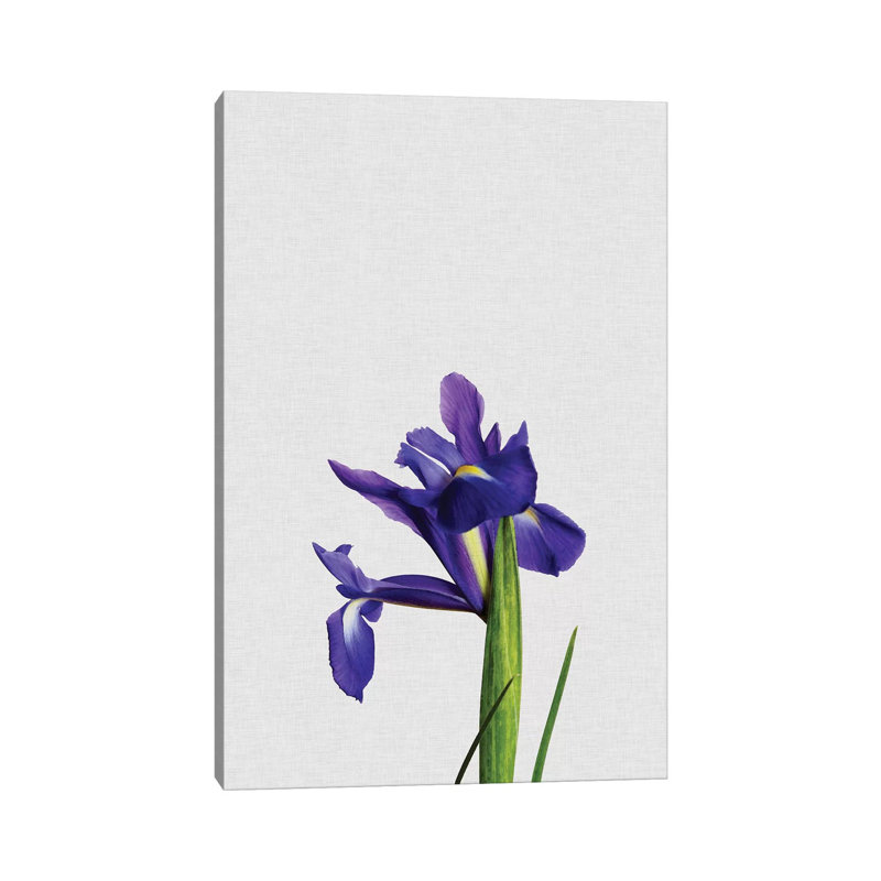 Iris - Wrapped Canvas Print, 152.5 cm H x 101.5 cm W