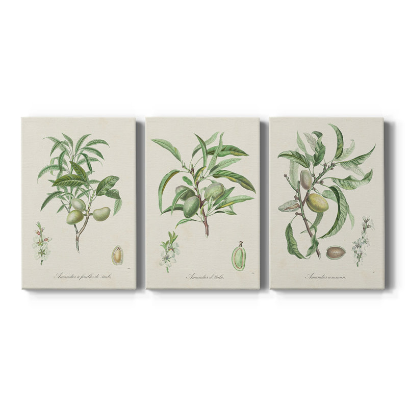Antique Ammond Botanical II - Toile tendue avec châssis sur mesure - 3 pièces, H 60 po x l 120 po