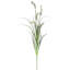 Herbe de agave de brebis 6 pièces