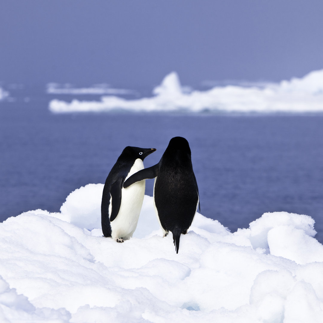 Verliebte Pinguine in der Antarktis - Leinwandbild