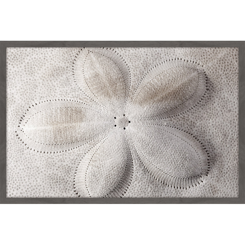 Shell Finger - Single Picture Frame Print, 61 cm H x 91 cm W