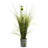 Silk Grass and Dandelion Plant with Cement Planter