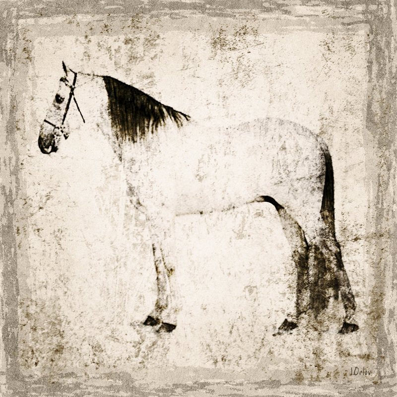 White Horse II by Irena Orlov - Wrapped Canvas Print, 76cm H x 76cm W