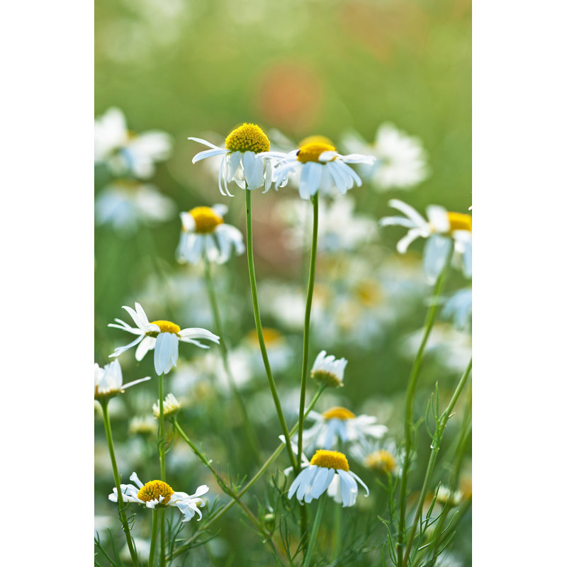 Ayzlin Camomille - photographie sur toile tendue, H 18 po x l 12 po