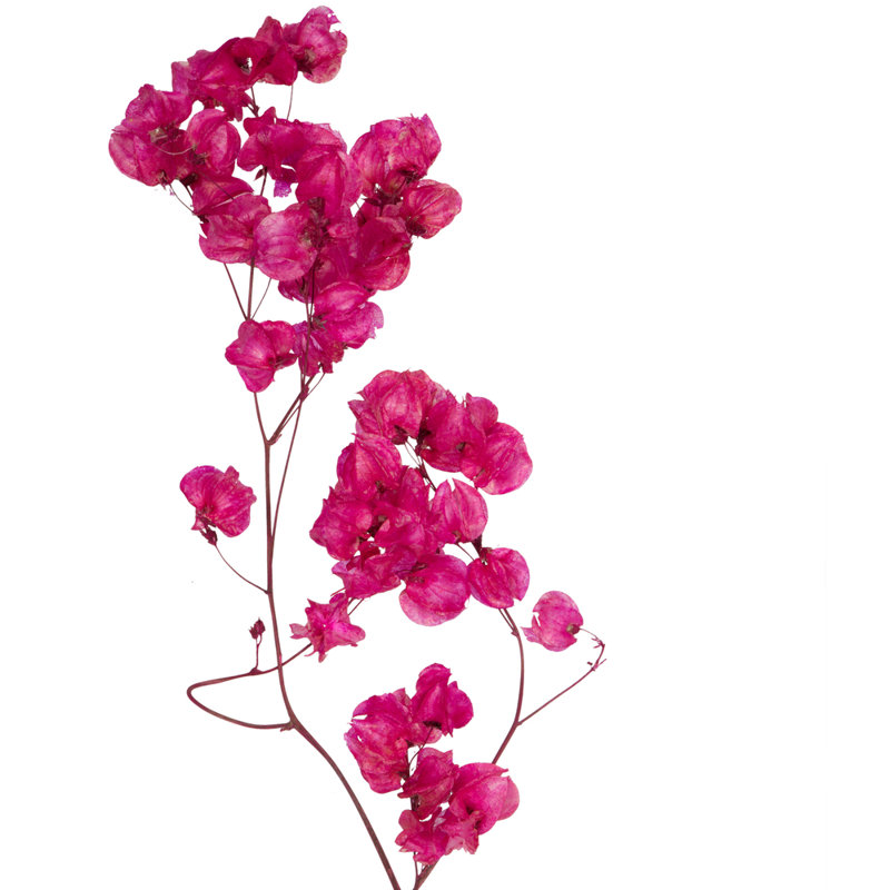 Preserved Cara Blossom Arrangement, Raspberry