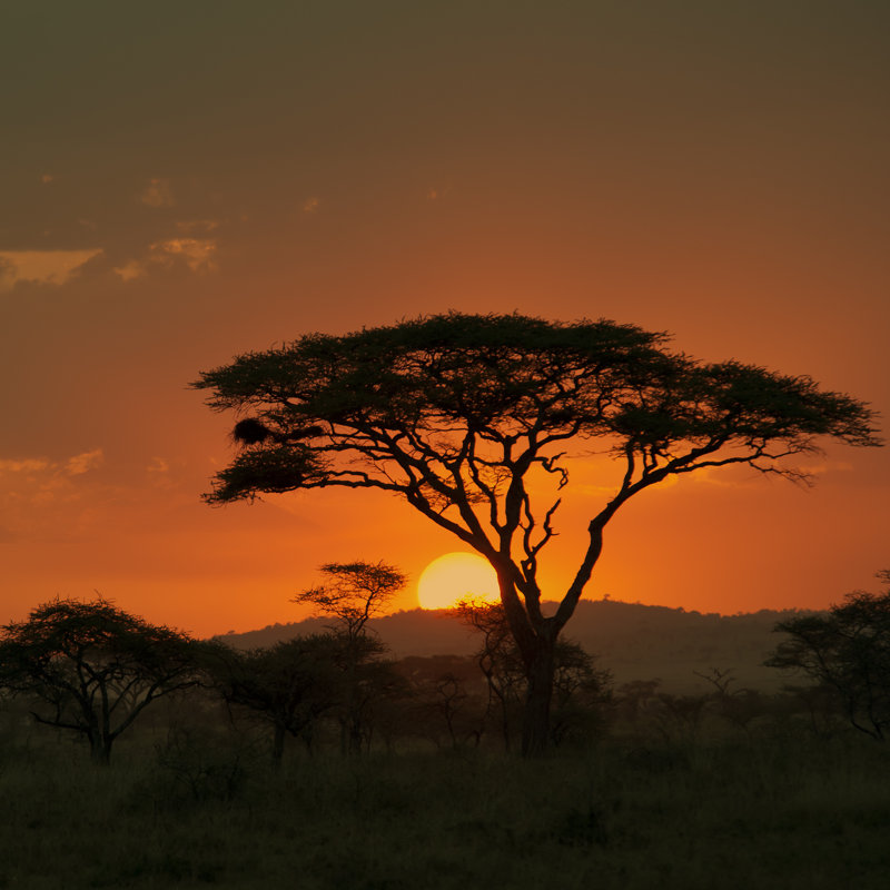 End Of A Safari Day - Wrapped Canvas Print, 122cm H x 122cm W x 3.8cm D