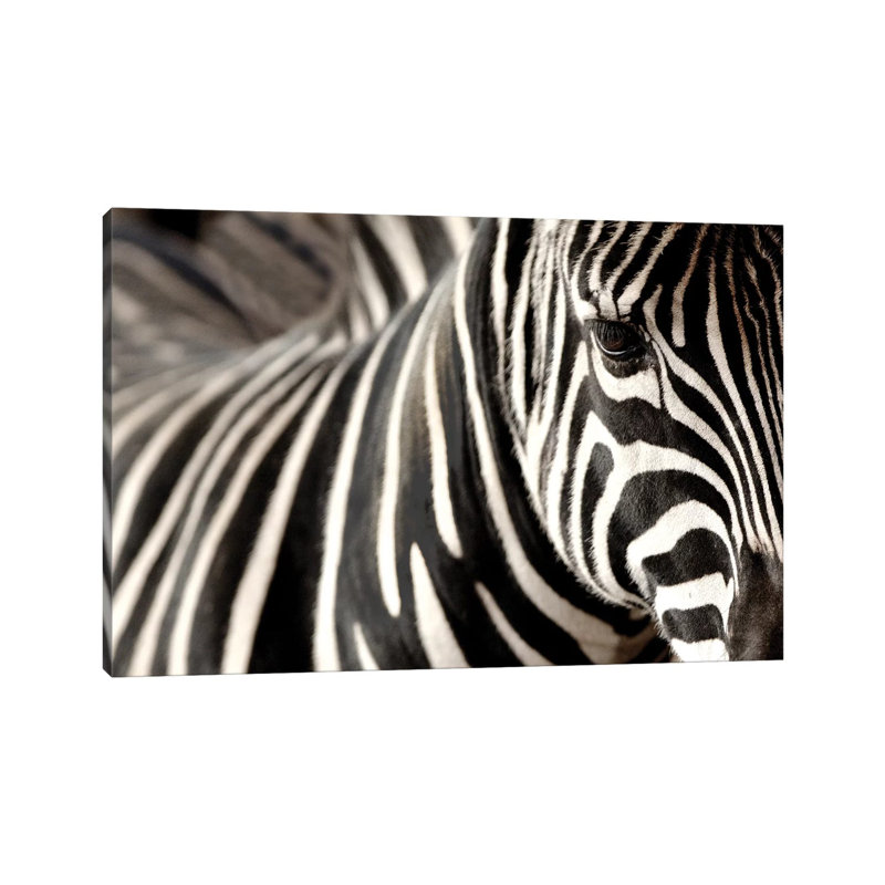 Zebra V by Goran Anastasovski - Wrapped Canvas Print, 20.32 cm H x 30.48 cm W