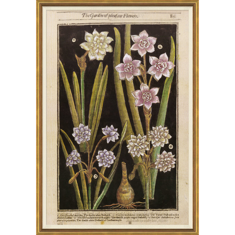 Botanicals Giclee Print