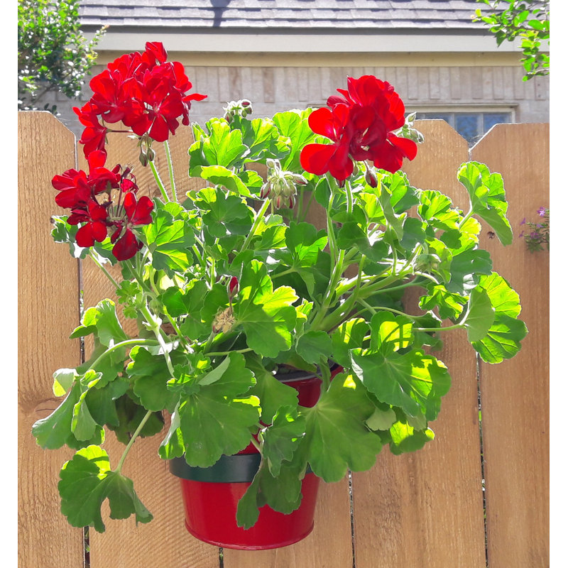 Rehobeth Metal Railing Planter, Red, 4