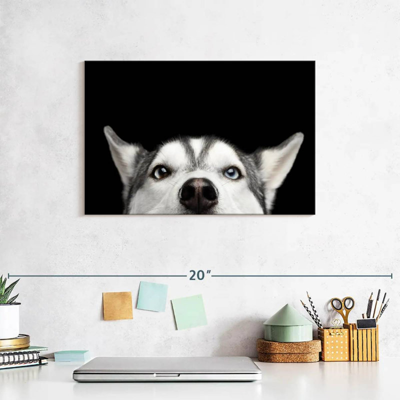 Peeking Husky sibérien, H 8 po x l 12 po