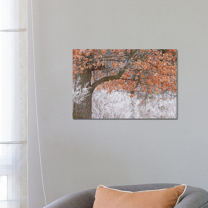 Rime Ice And Oak Tree by Brian Wolf - Wrapped Canvas Print, 45.72cm H x 66.04cm W x 1.91cm D