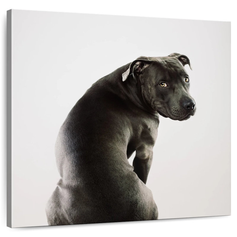 Crowle Shy Pit Bull, 33" H x 33" W