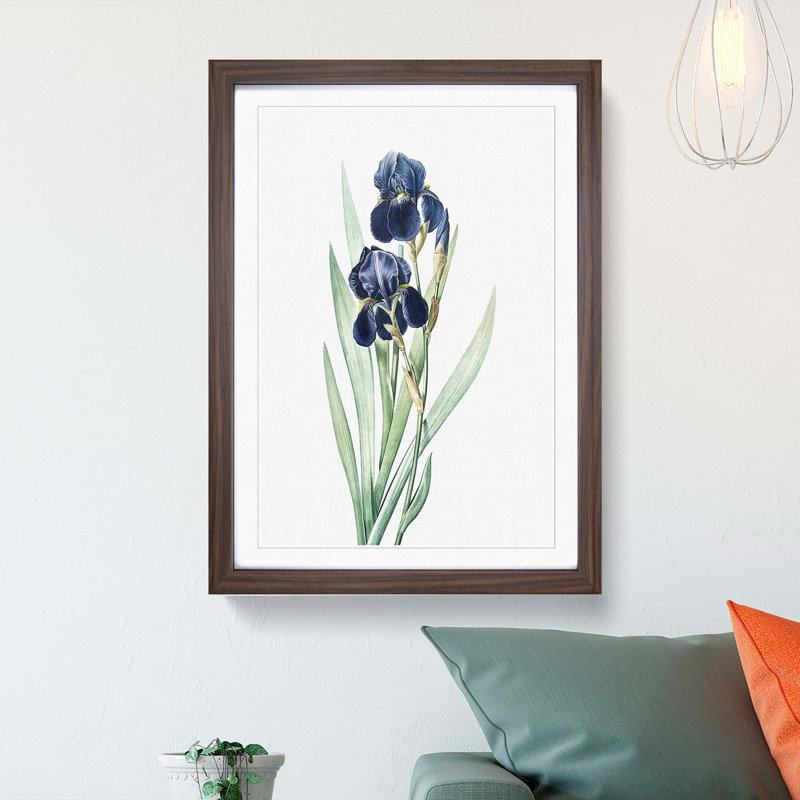 German Iris Flowers by Pierre-Joseph Redoute - Picture Frame Painting Print, 65cm H x 48cm W x 2cm D, Walnut Framed