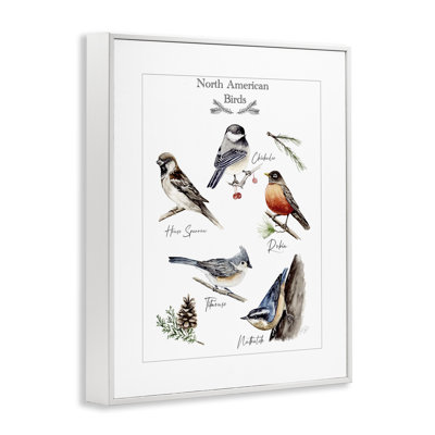 North American Birds Chart Framed Giclee Art, design by Heather Desormeaux