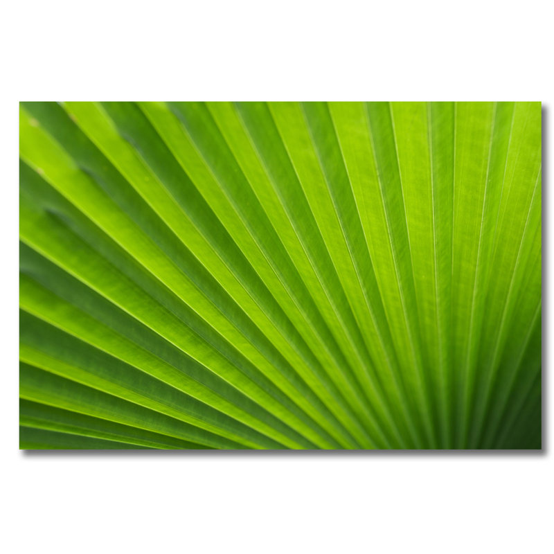 Green Palm! Print, Aluminum, 30" H x 40" W x 1" D