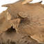 Vickerman Natural Botanicals 4"-6" Sponge Mushroom, Medium. Includes 50 pieces per Pack.