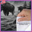 Housses de couette Majestic Bison Landscape-123420247