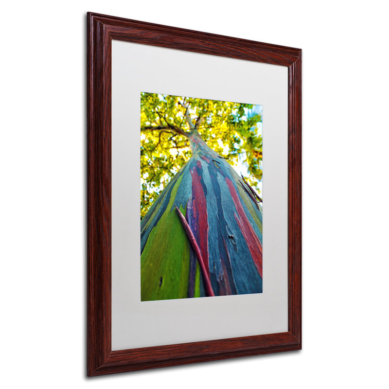 « arc-en-ciel eucalyptus », reproduction de photo encadrée, H 20 po x l 16 po x P 0,5 po
