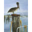 Impression de pélican sur toile