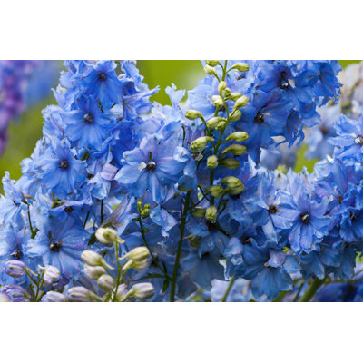 " Delphinium In Garden " by Rtsubin