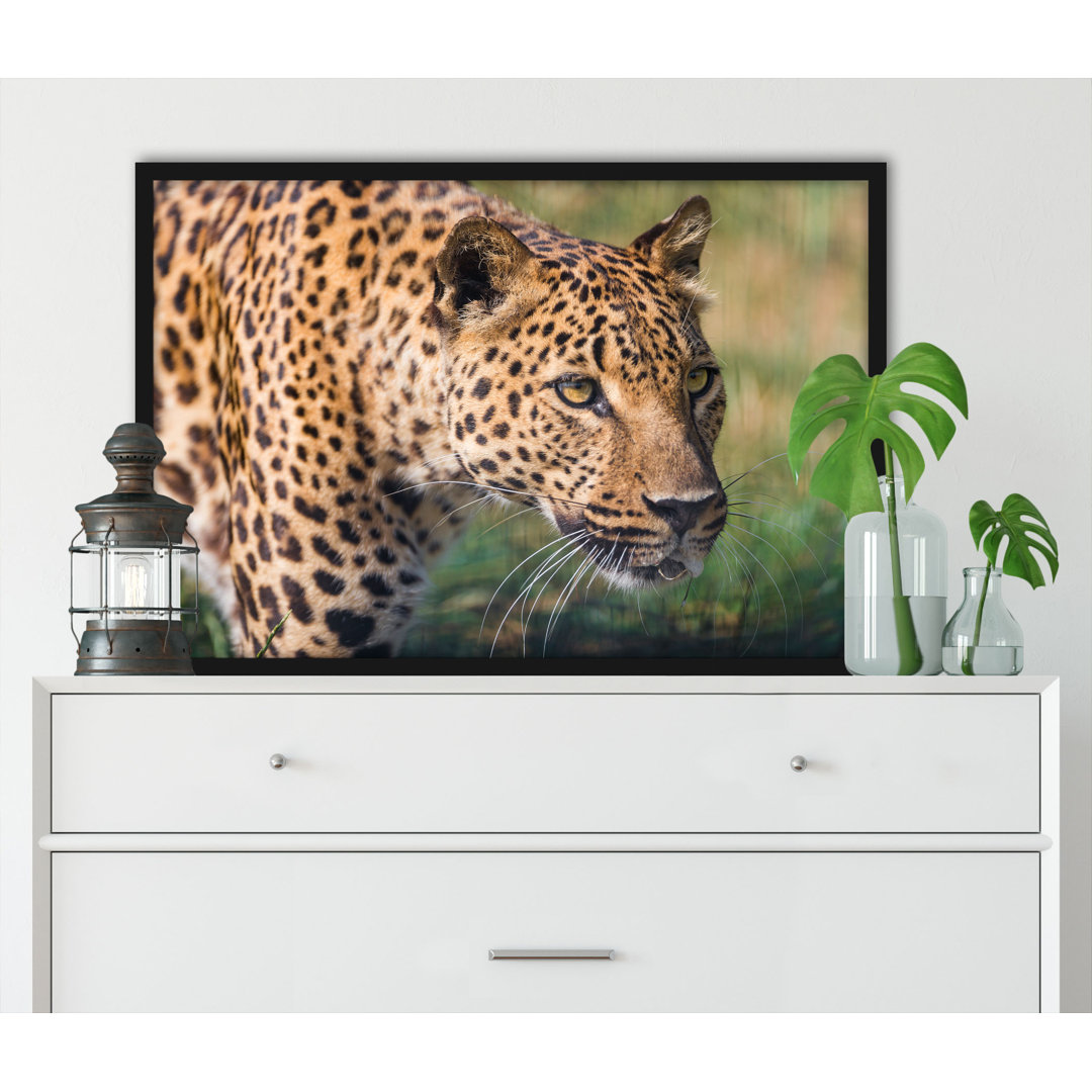 Gerahmtes Poster Stalking Leopard