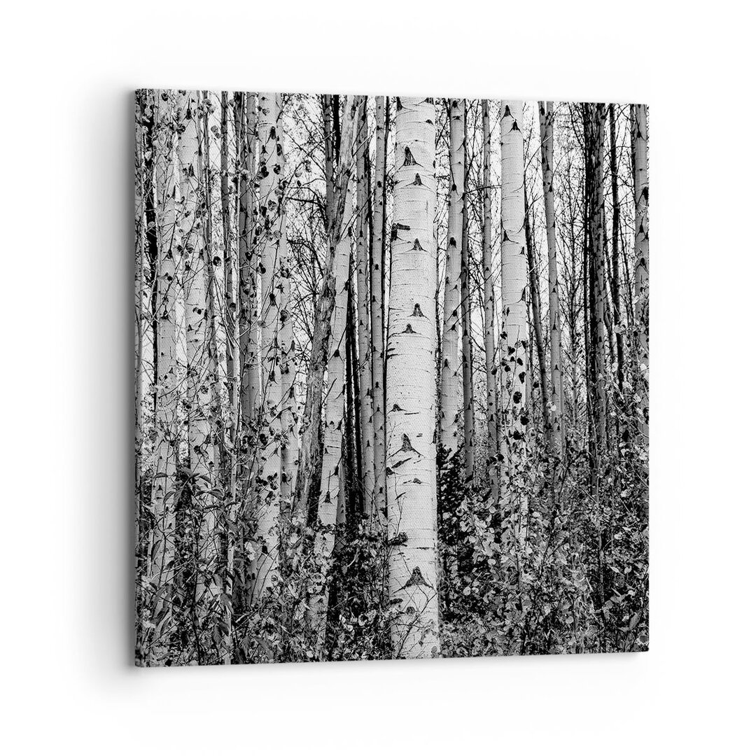 Leinwandbild Birch Trees Forest Monochrome