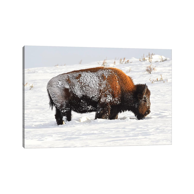Trying To Survive by Brian Wolf - Wrapped Canvas Print, 20.32cm H x 30.48cm W x 1.91cm D
