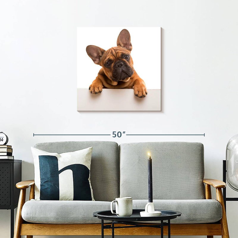 Brampt Curious French Bulldog
