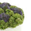 Assorted Sedum Floral Arrangement
