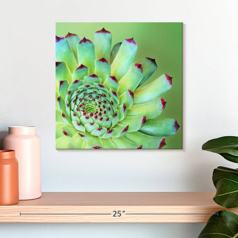 Harnek Exotic Succulent, 16" H x 16" W