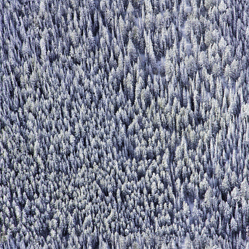 Gray Malin Snowy Pines 10' L x 24" W Wallpaper Tile, Premium Paper