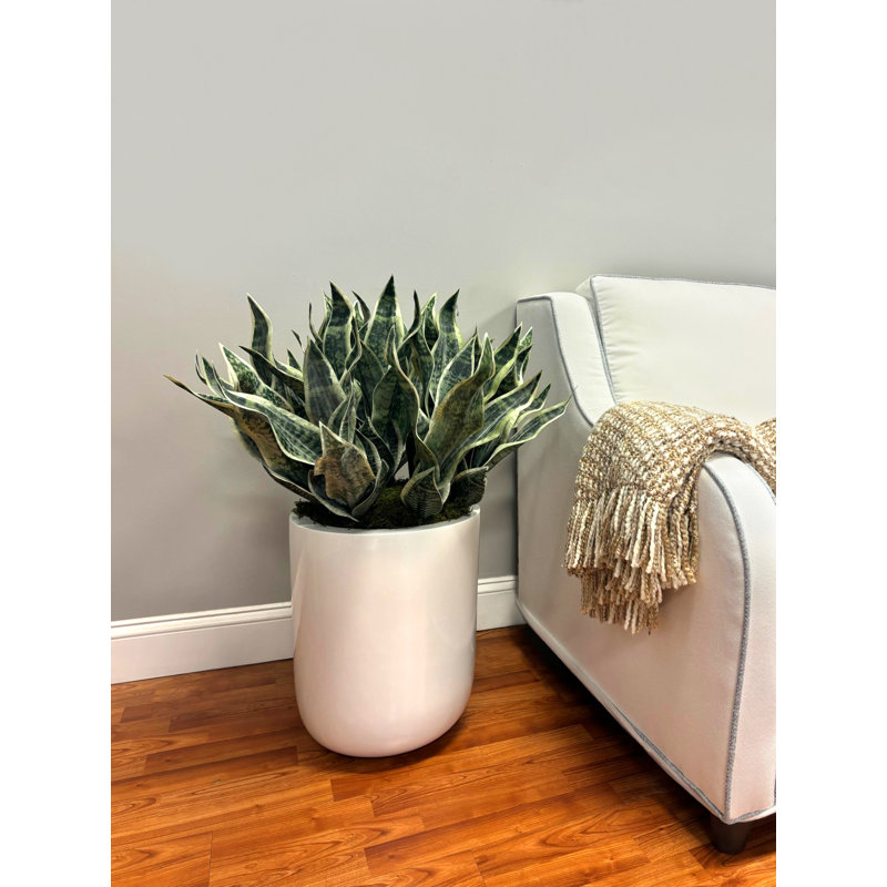 Faux Sansevieria Plant in Fiberstone Planter
